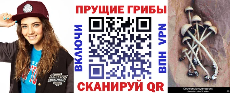 blacksprut сайт  Шелехов  Галлюциногенные грибы GOLDEN TEACHER 